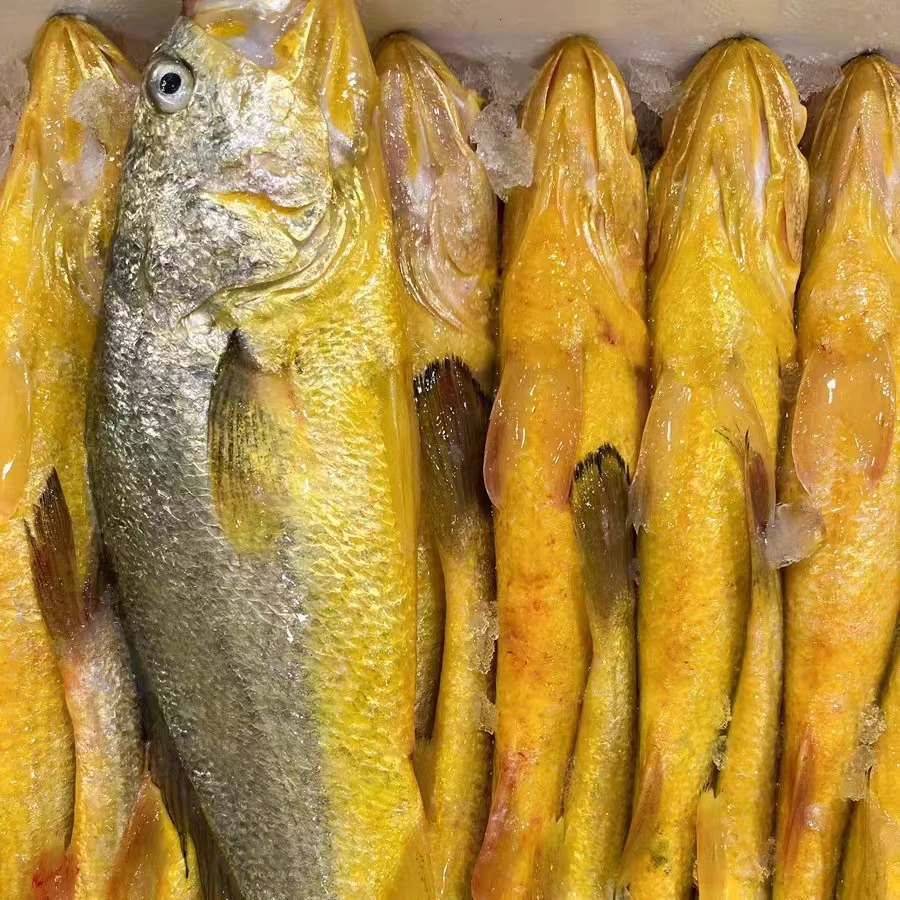 东极岛深水大黄鱼深海鱼8两-1斤/条 3条装舟山海岛冰鲜发货