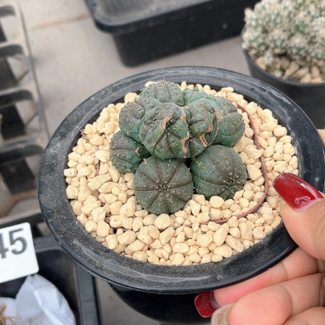 布纹缀化一物一拍自根