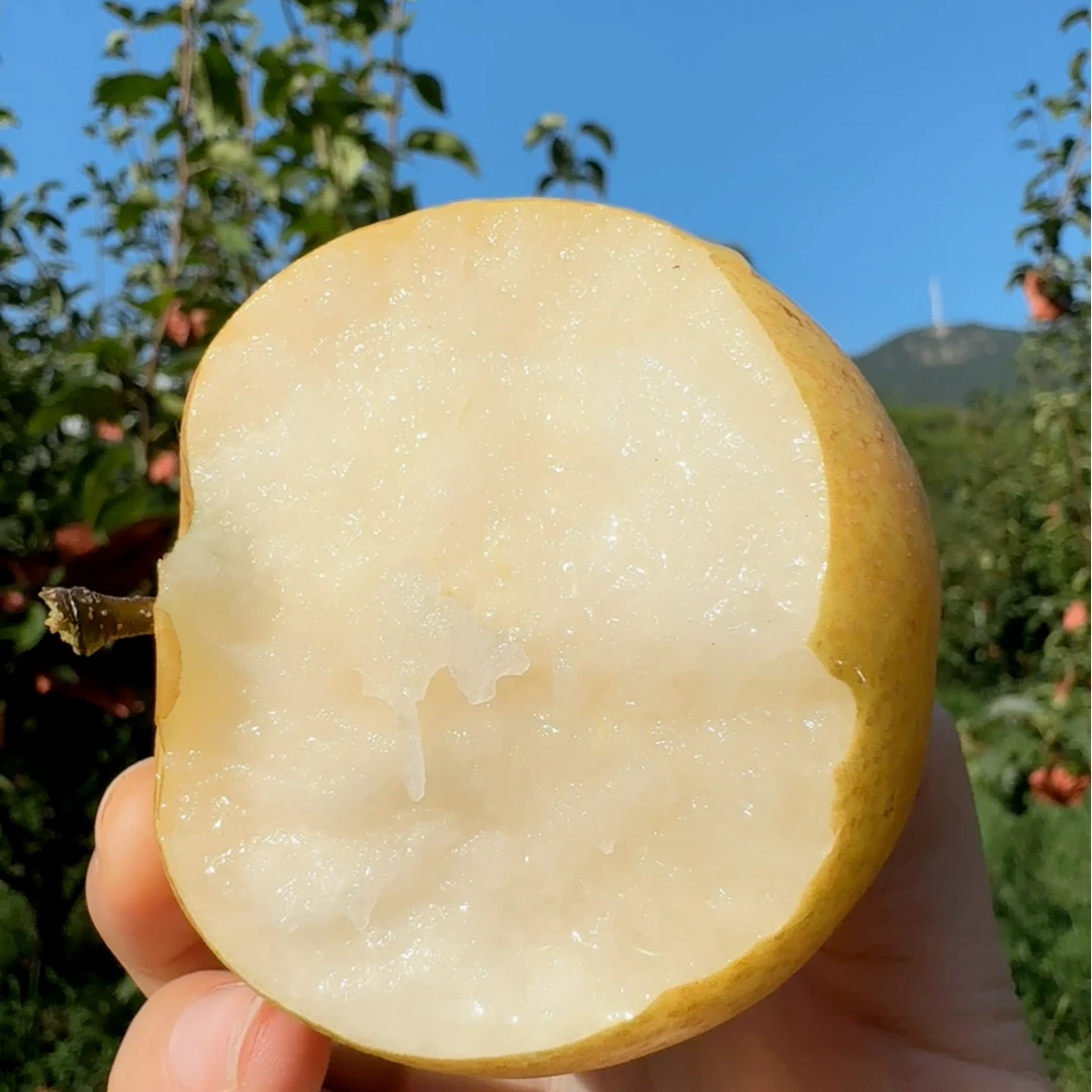大别山金寨果子园脆梨