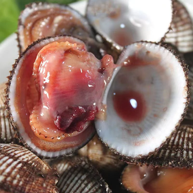 鲜活毛蛤蜊毛蚶毛噶水产贝类【顺丰冷链包邮】