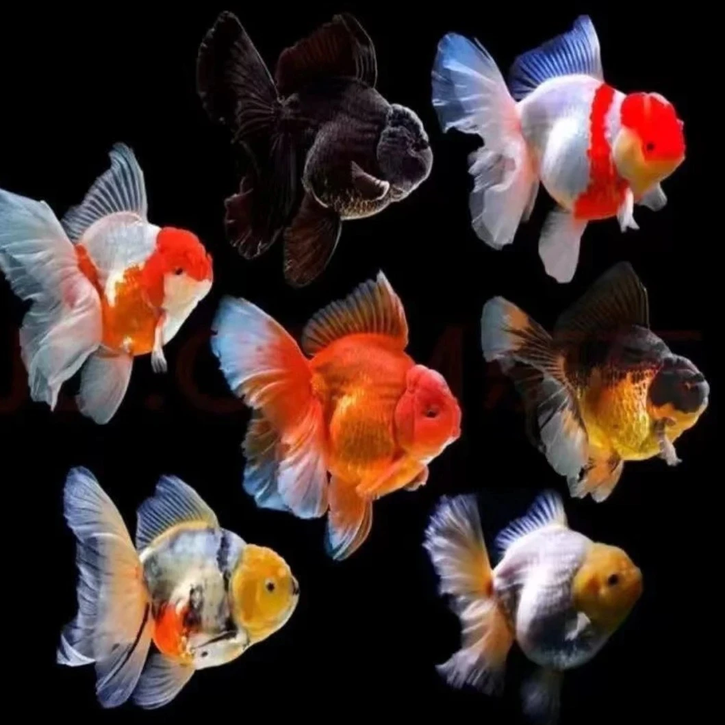 泰狮，元宝，兰寿，玛丽。4到12公分