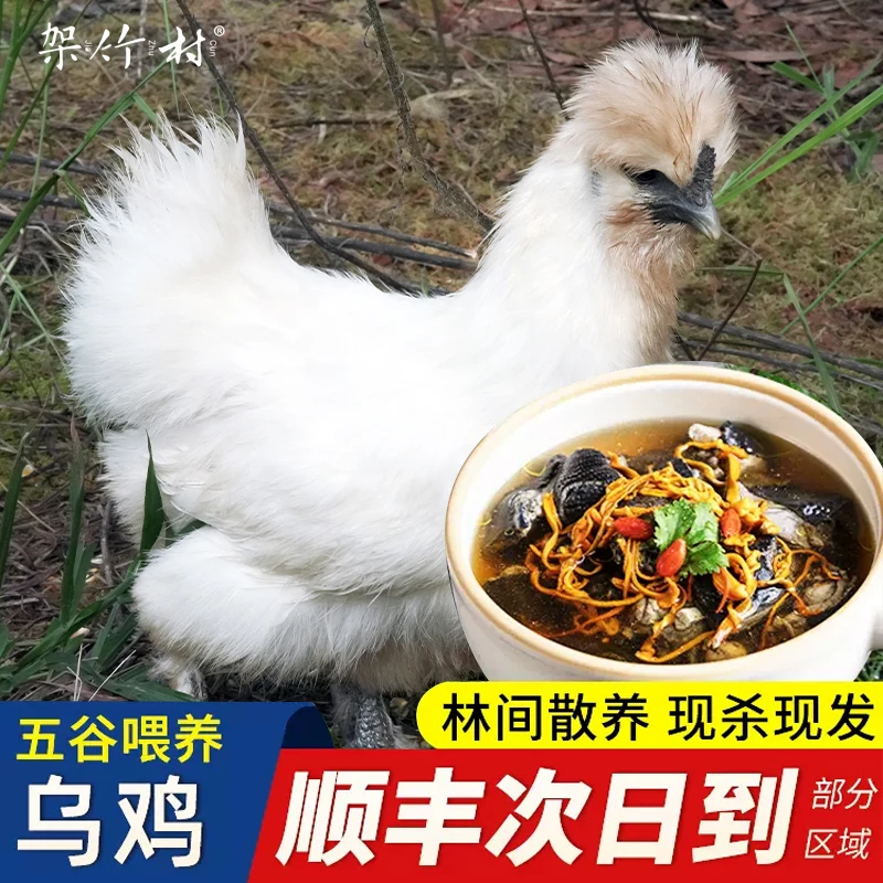原生态山林散养泰和原种乌鸡煲汤乌鸡滋补新鲜顺丰包邮送菌汤包