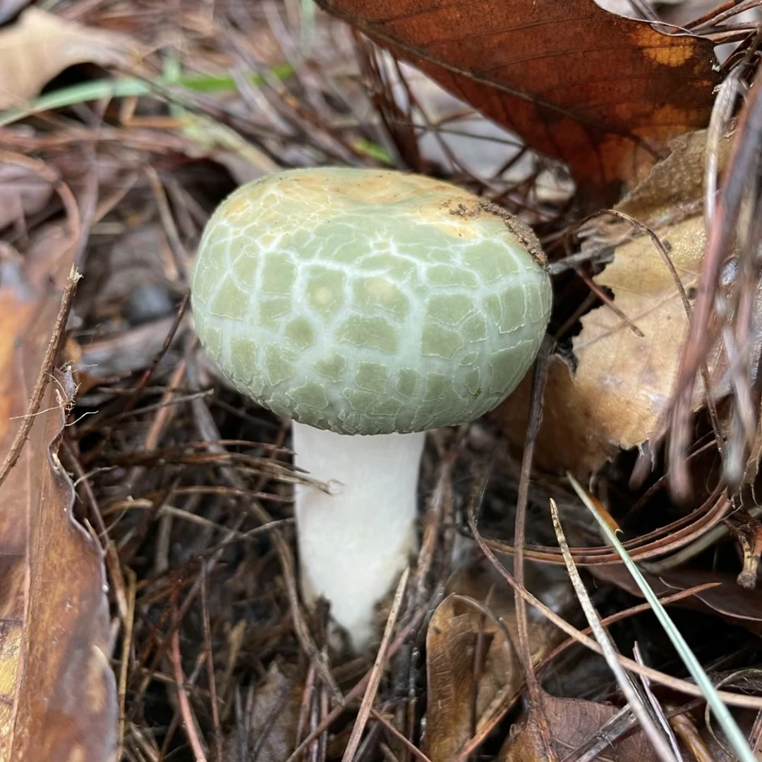 【青头菌】云南大山野生青头菌