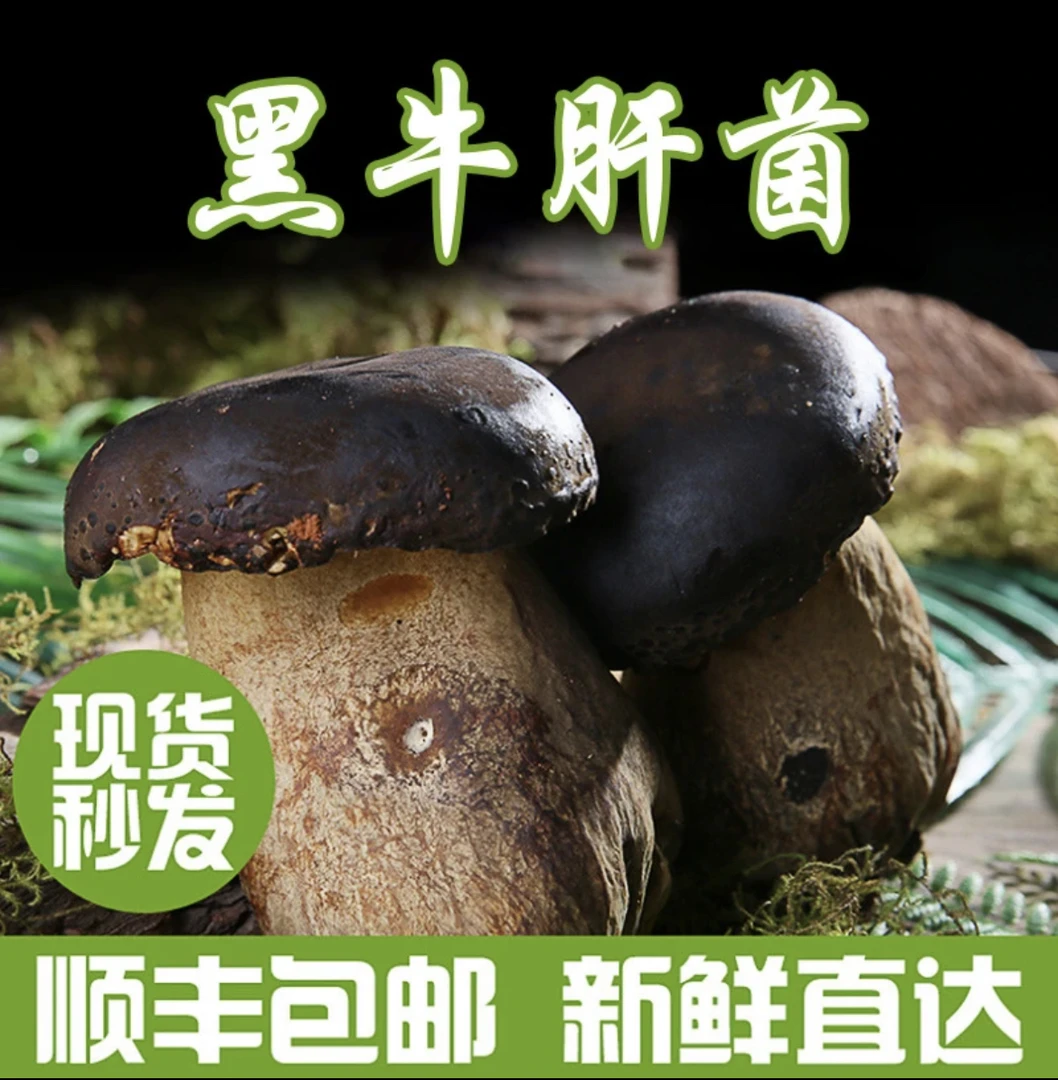 【人工黑牛肝】云南新鲜黑牛肝菌食用菌菇鲜货现采现发500克