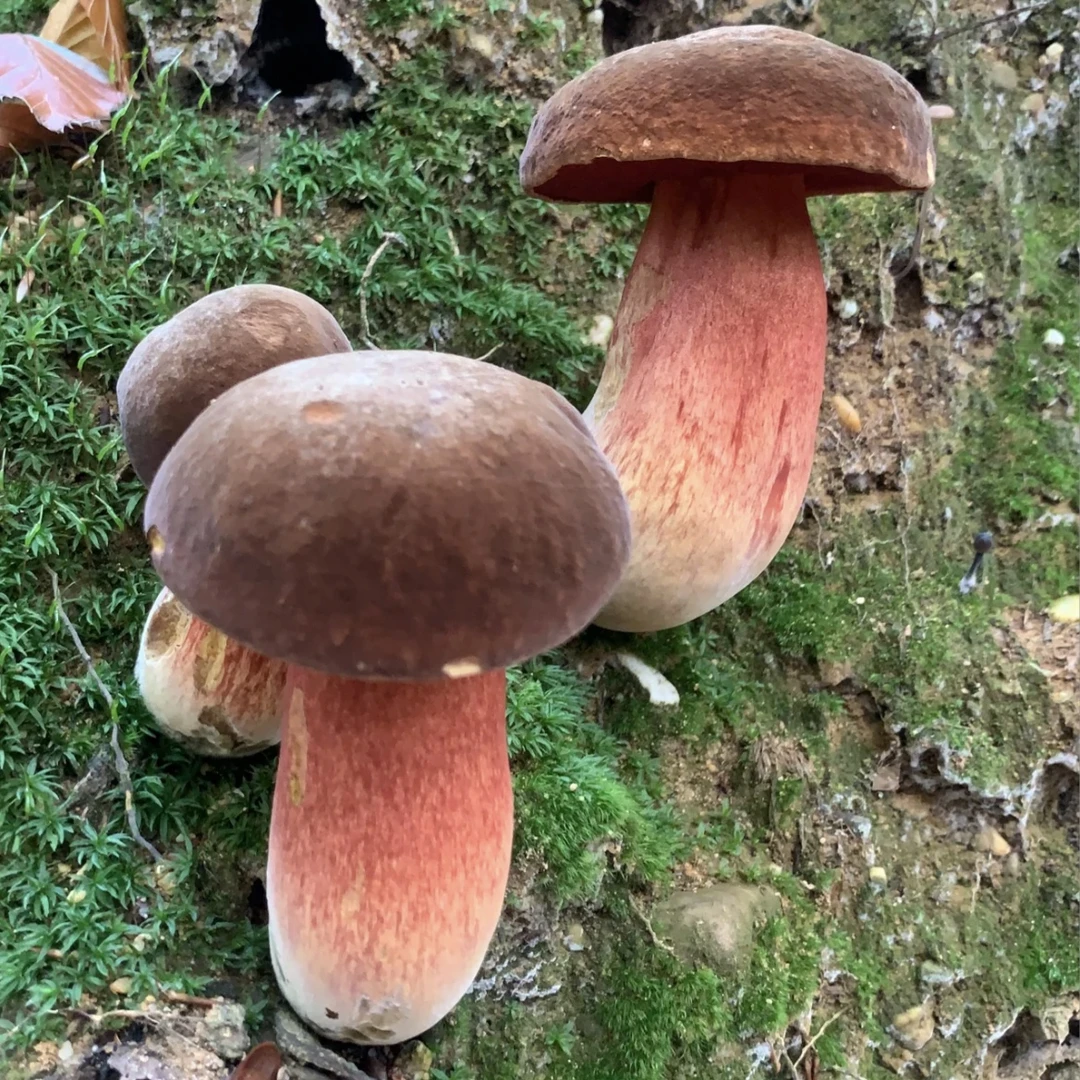 【野生红葱见手青】云南新鲜野生红葱牛肝菌（有微毒要炒熟）