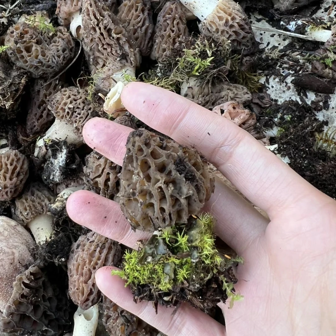 【野生羊肚菌】云南深山新鲜野生羊肚菌顺丰空运包邮营养食用