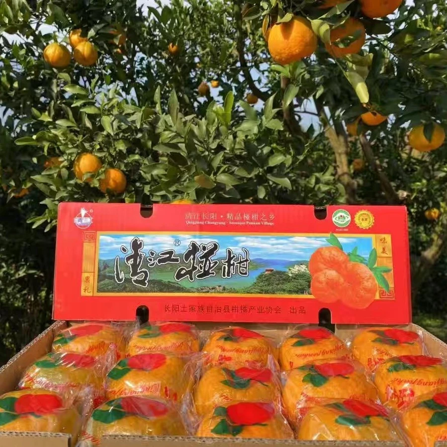 长阳清江椪柑当季水果芦柑新鲜自产自销鲜甜多汁精品脆嫩化渣整箱