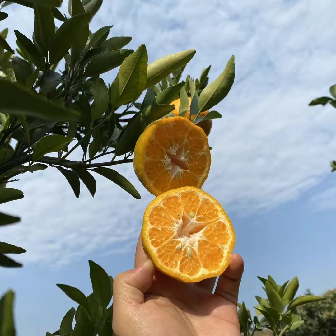 长阳清江椪柑当季水果芦柑新鲜自产自销鲜甜多汁精品脆嫩化渣整箱