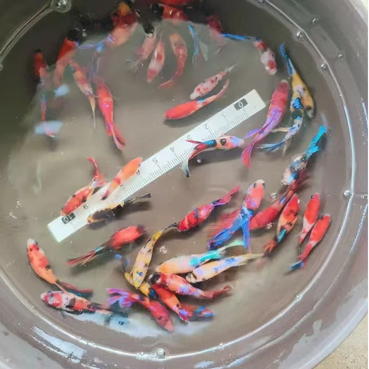 泰国斗鱼鱼苗链接  热带小型观赏鱼