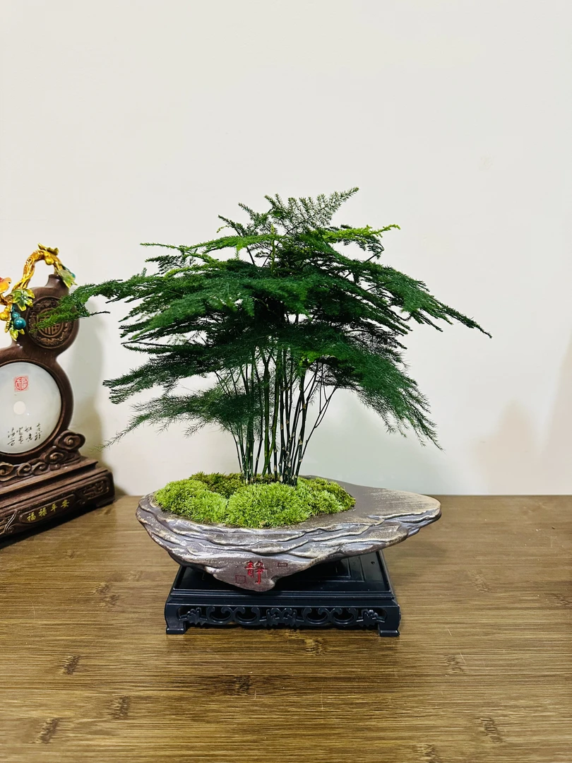 静字悬崖花盆造型文竹茶桌盆栽室内四季常青花卉绿植盆景盆栽