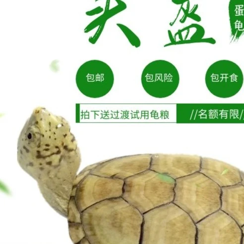 剃刀头盔麝香互动黄台安缘小青西锦东锦南锦杂直播链接宠物龟