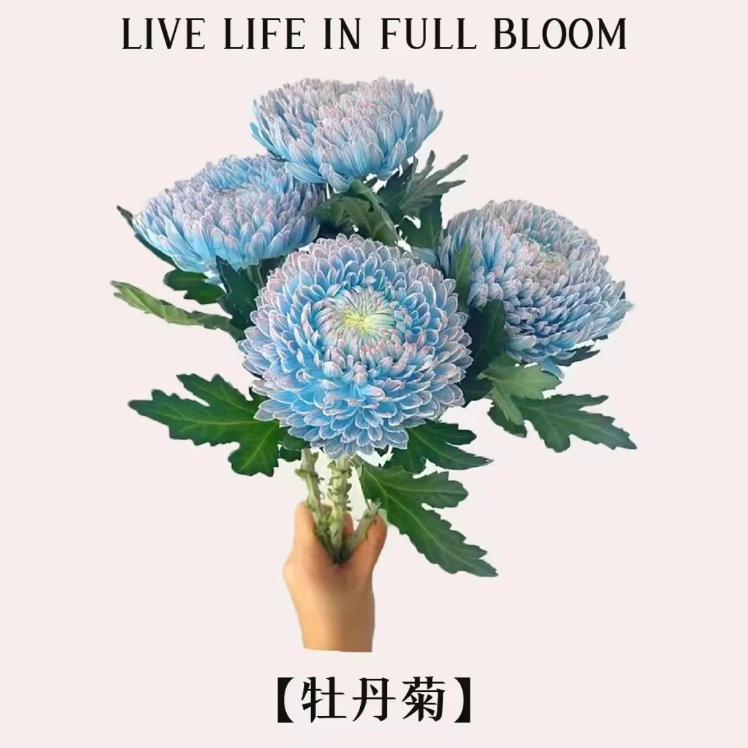 【沈阳鑫悦花坊鲜切花】牡丹菊
