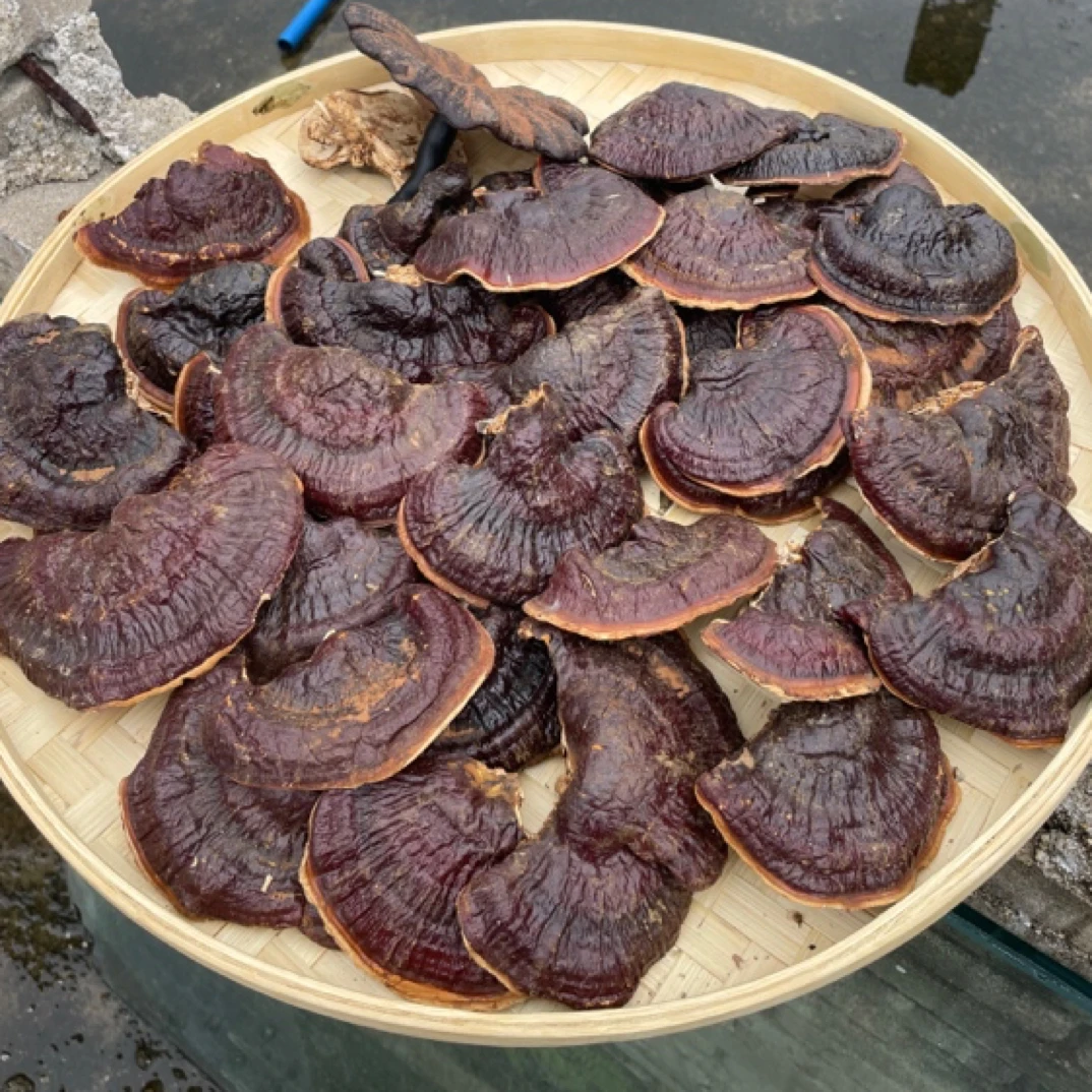 雪山 金边林芝 芝菌煲汤煮水喝