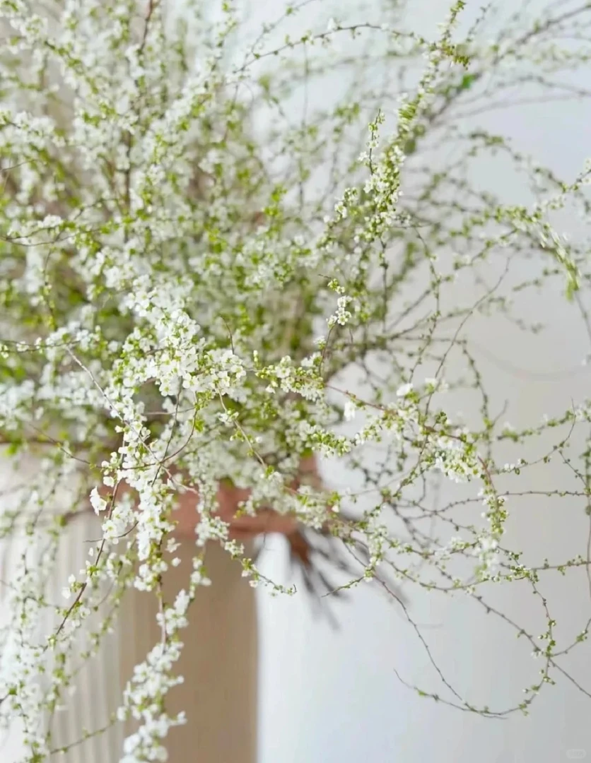 【Sayng 植男】AAA级鲜枝带叶粗枝雪柳  包开花  爆开满瓶