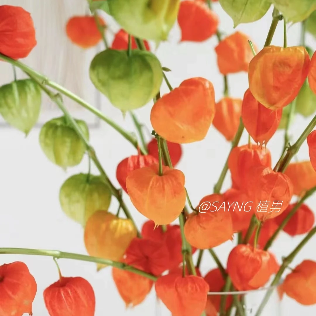 【Sayng 植男】云南鲜花基地直发酸浆果 可做干花吊钟搭配