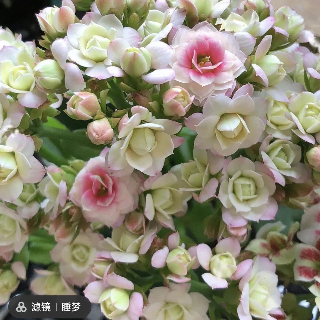 长寿稀有名种玲珑三色一花多色渐变色110盆