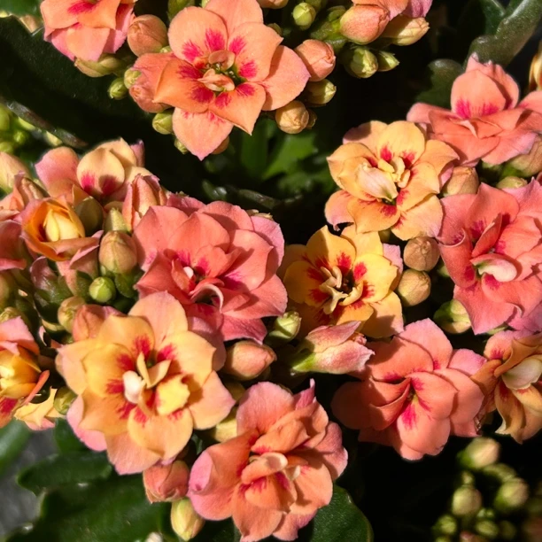 新品重瓣猫眼长寿猫掌柜变色一花多色多比猫眼110盆