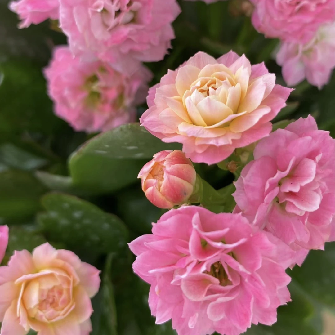 重瓣大花夏荷冰淇淋110盆长寿