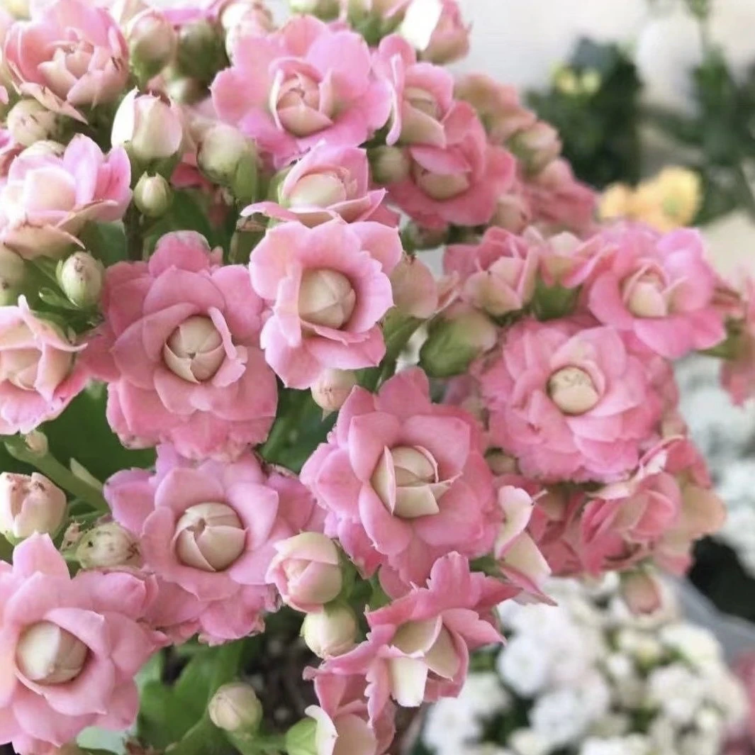 【克里斯蒂】粉巴黎110盆重瓣大花