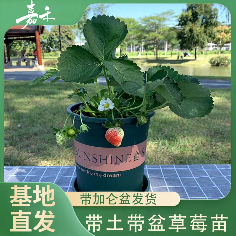 草莓苗大盆苗四季盆栽带盆带土阳台种植带花奶油牛奶草莓苗草莓秧