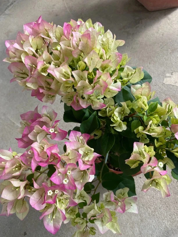 一物一拍【绿茵保温】勤花品种三角梅