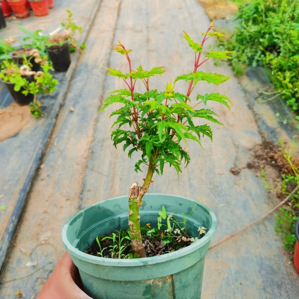 雄狮子头日本红枫狮子头枫树盆景盆栽庭院园艺植物枫树苗日本枫树