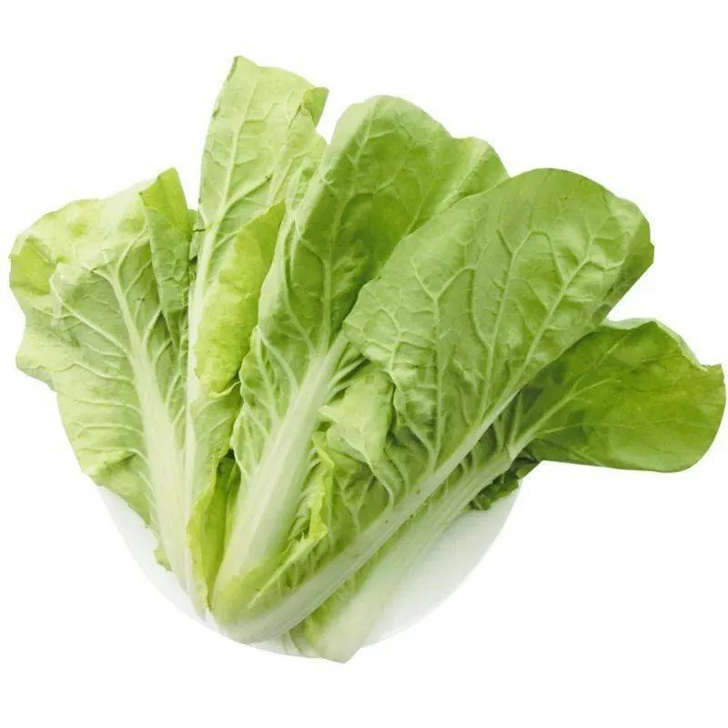 毛白菜约400g/份