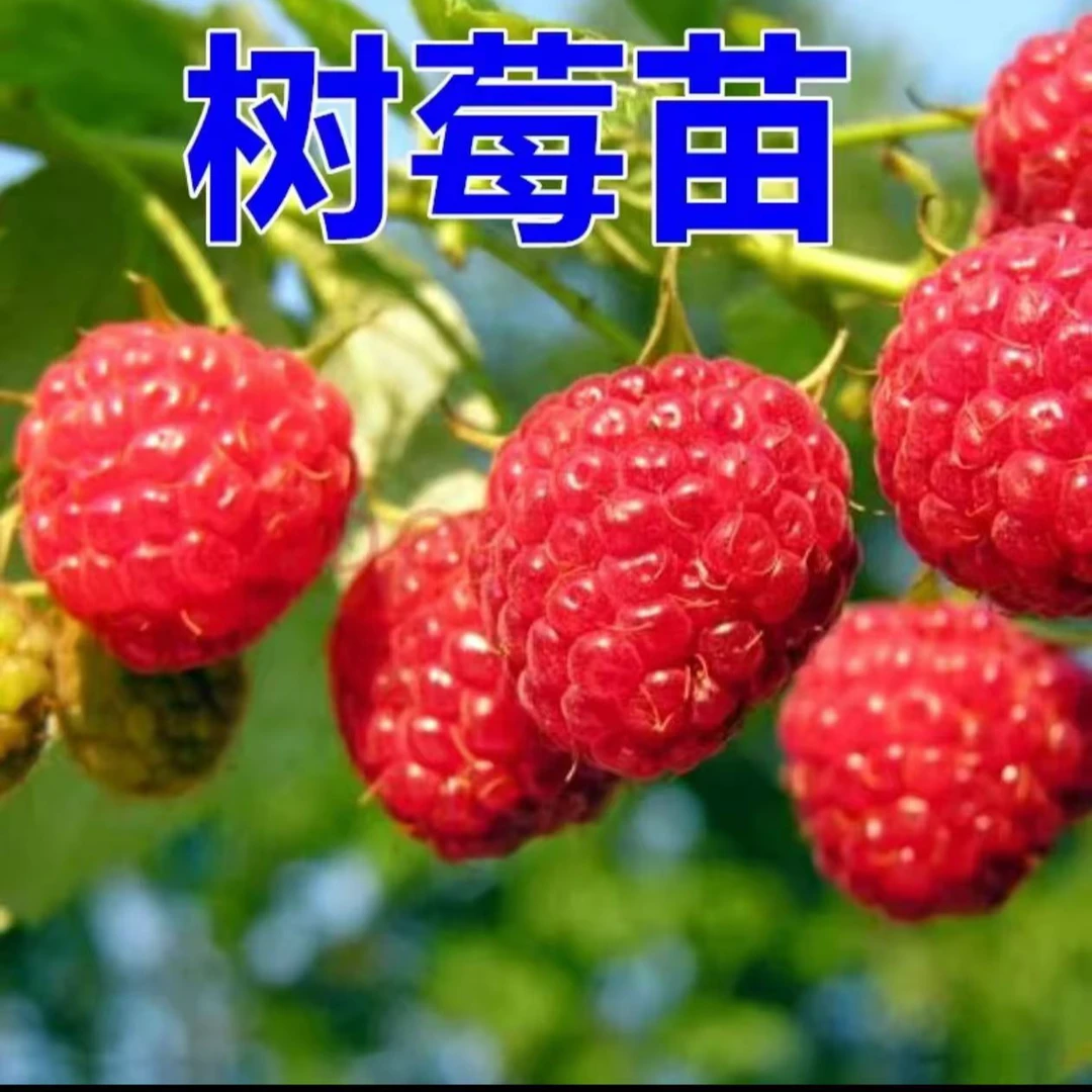 黄树莓苗盆栽庭院名贵树苗红树莓覆盆子黑树莓果树果苗南北方种植