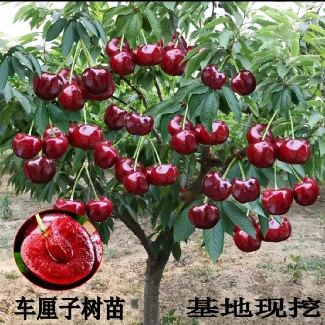 车厘子树苗盆栽地栽南方北方种植当年结果特大嫁接樱桃苗果树果苗