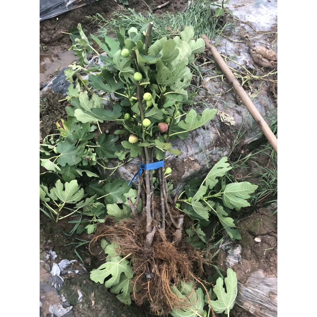 无花果树苗南方北方种植四季阳台盆栽庭院地栽特大波姬红当年结果