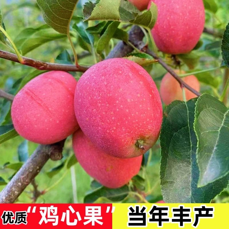 鸡心果树果苗耐寒小苹果树苗盆栽地栽嫁接矮化苹果苗冬红果海棠果