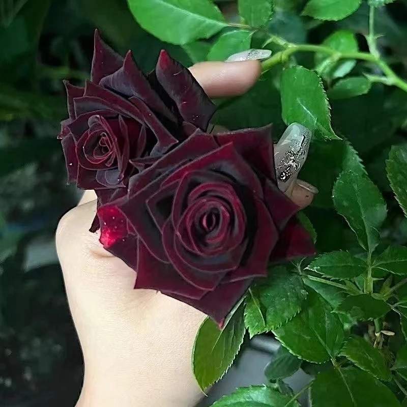 黑巴克月季花苗果汁阳台盆栽绿植带花苞大花浓香玫瑰多头四季开花