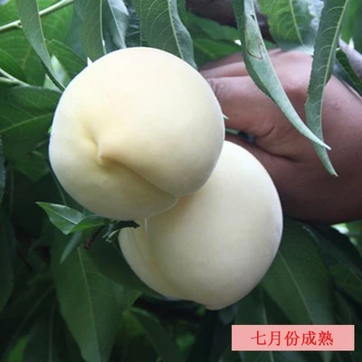 新品种中华白桃 嫁接桃树苗南北方种植特大果树苗当年结果