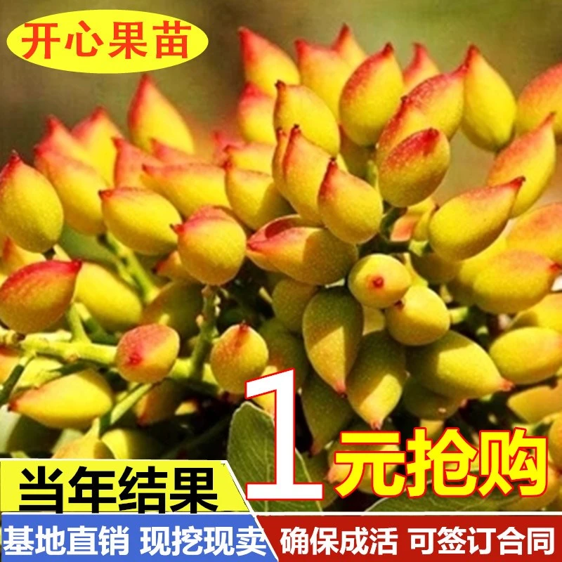 开心果树苗开心果盆栽地栽 当年结果嫁接果树苗盆栽 南方北方种植