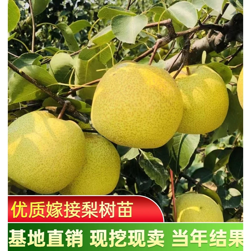 梨树果苗嫁接苗翠冠梨树丰水梨子树苖地栽当年结果梨树苗果树果苗
