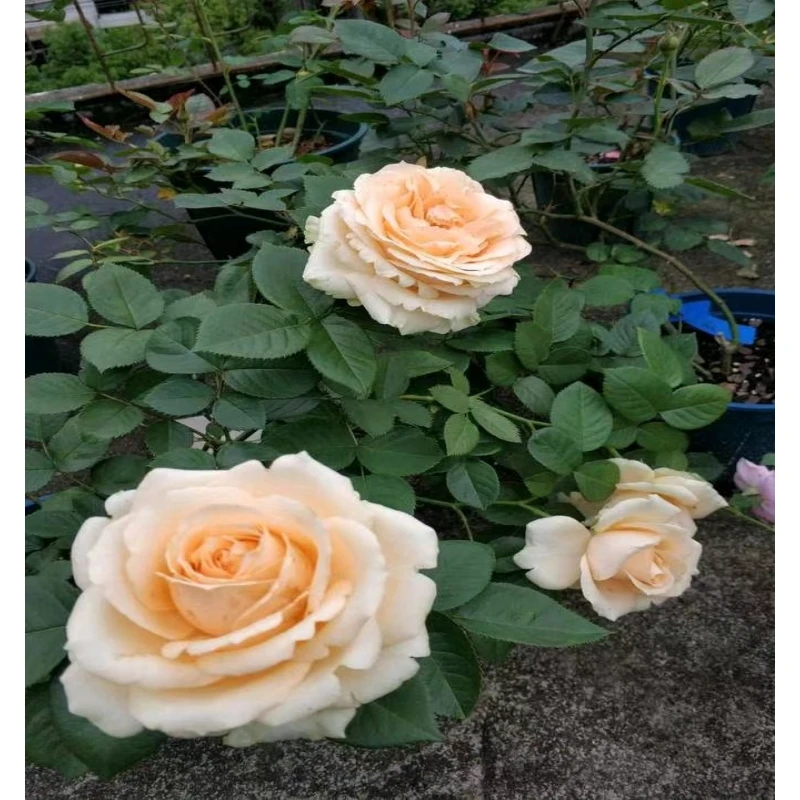 蜜桃雪山月季香槟色切花浓香玫瑰花苗盆栽绿植四季开花阳台庭院