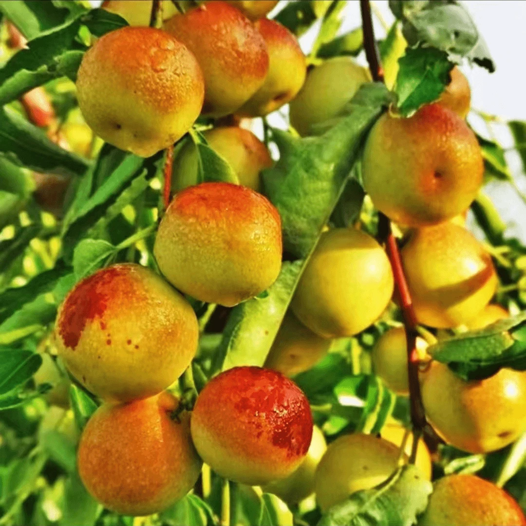 【29.9元2棵枣树苗】沾化冬枣脆甜无渣南方北方种植庭院 枣树果树