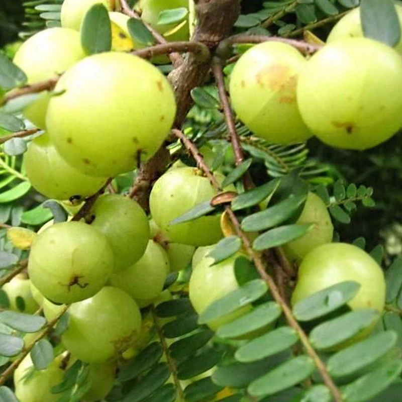 新品种特大甜油甘果苗水果树苗余甘子苗当年结果树苗甘油果树苗木