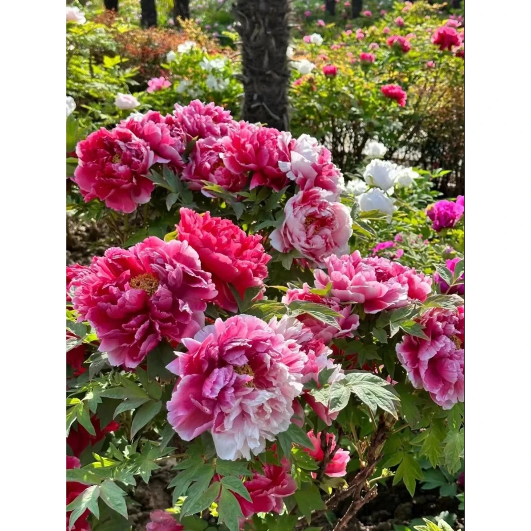 牡丹花苗盆栽大苗洛阳正宗带花苞牡丹花种耐寒重瓣花卉牡丹花树苗