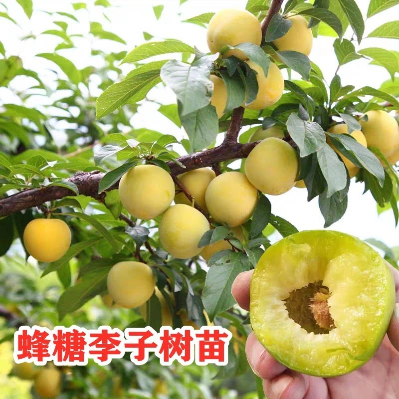 嫁接李子树苗蜂糖李脆红李子苗盆栽地栽特大果树南方北方庭院种植