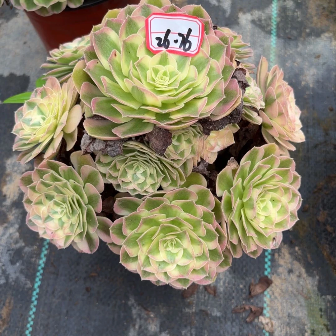 26-76玉滋多肉植物