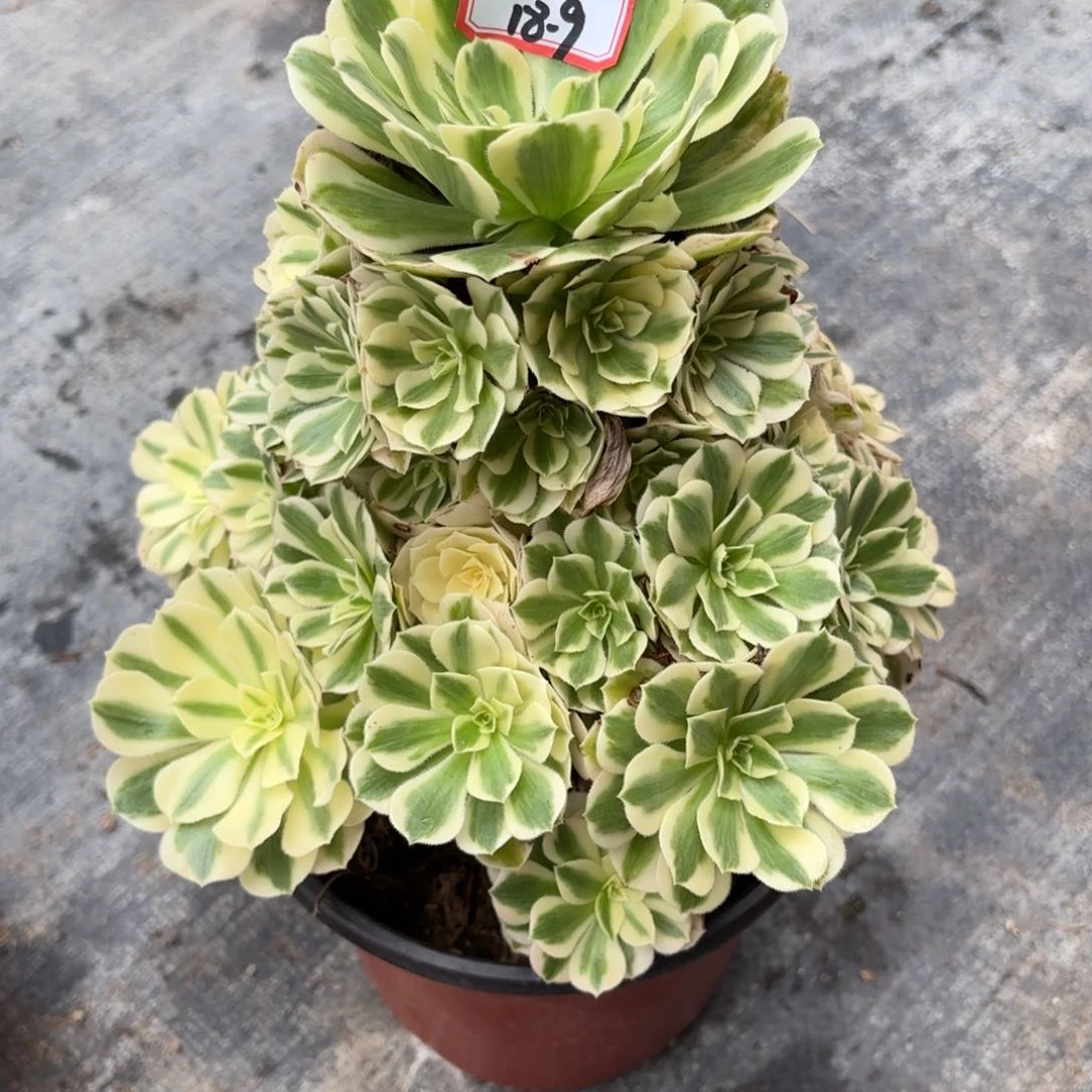 18-9迈巴赫多肉植物