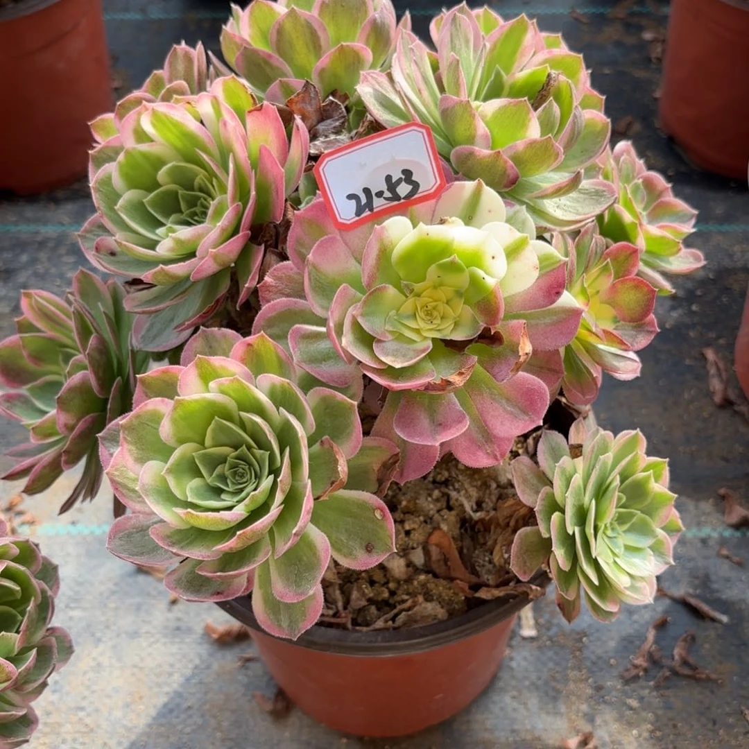 21-53海王朵朵多肉植物