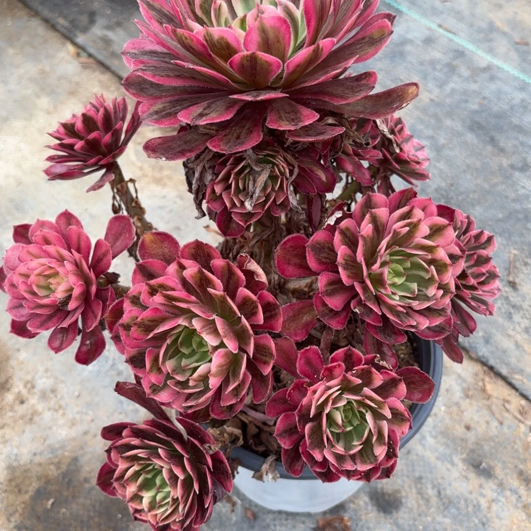 18-26白月光多肉植物