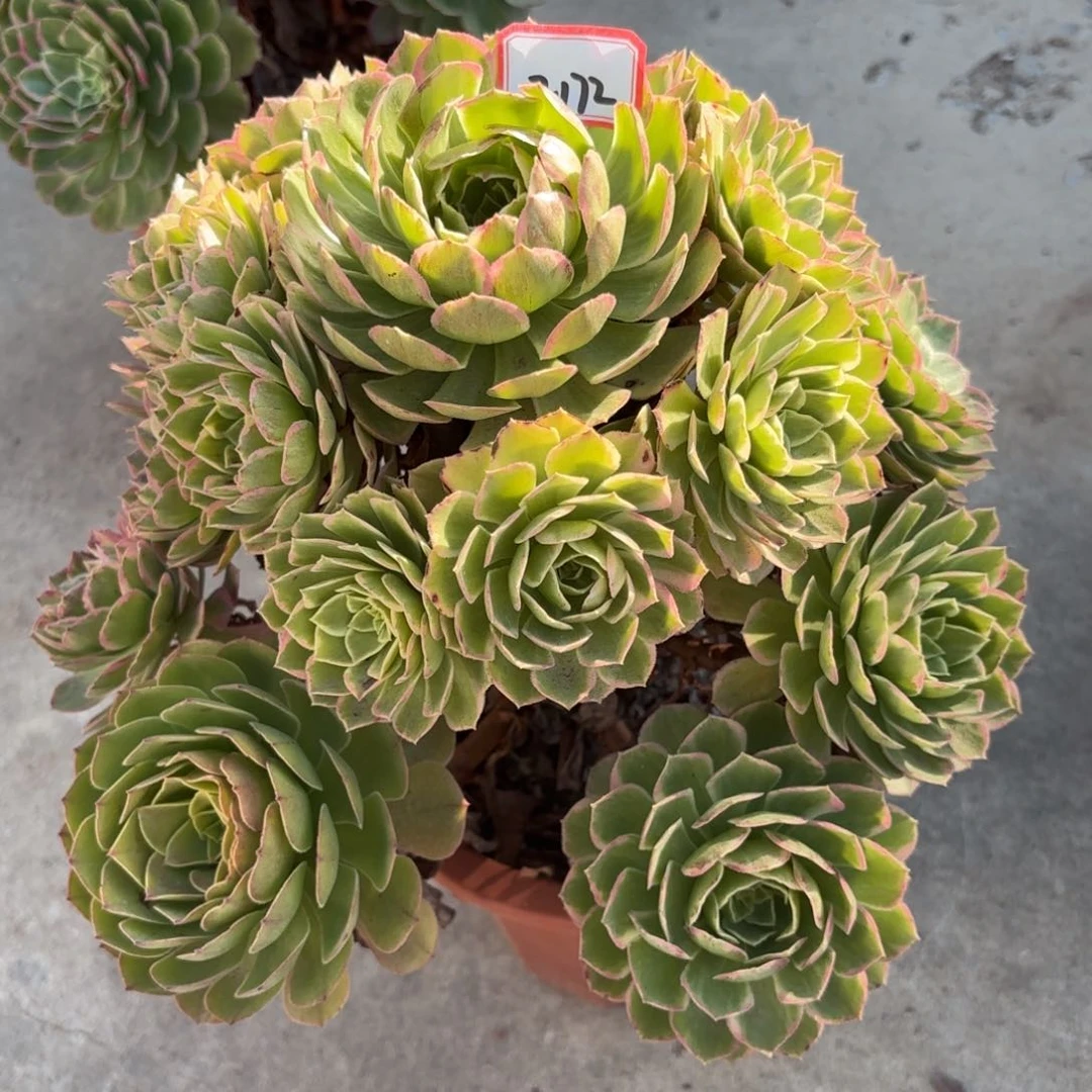 7-172莲花多肉植物