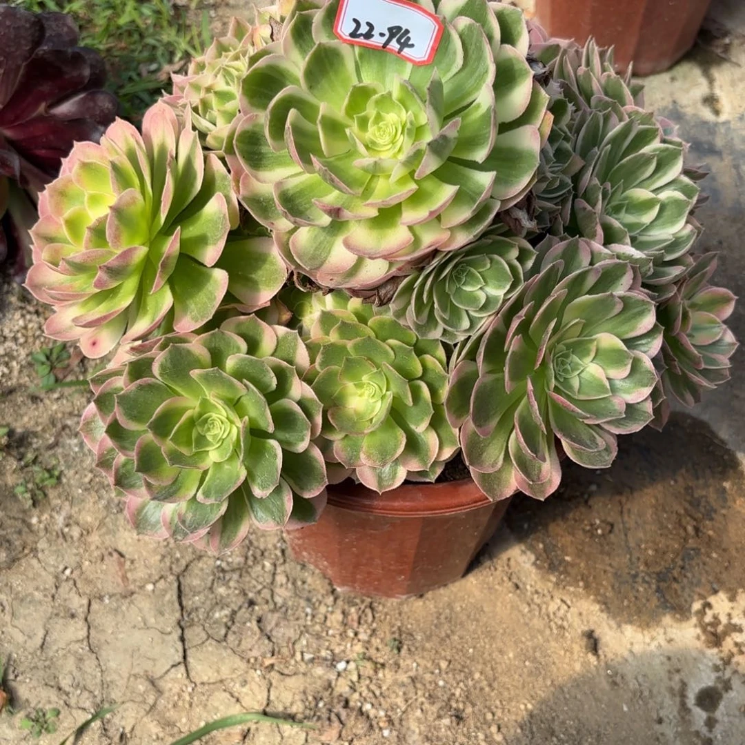 22-94海王多肉植物