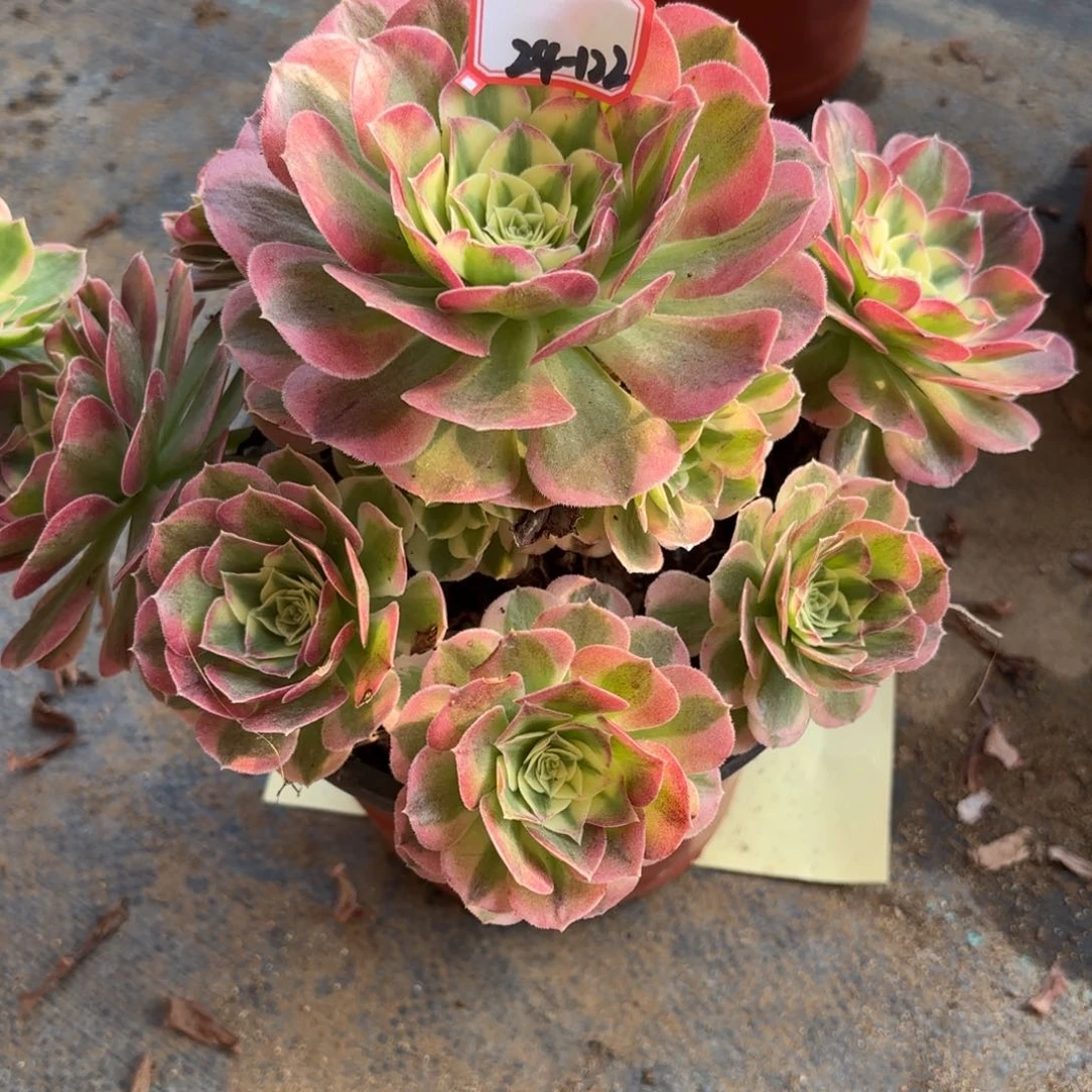 24-122玉滋妖断头多肉植物