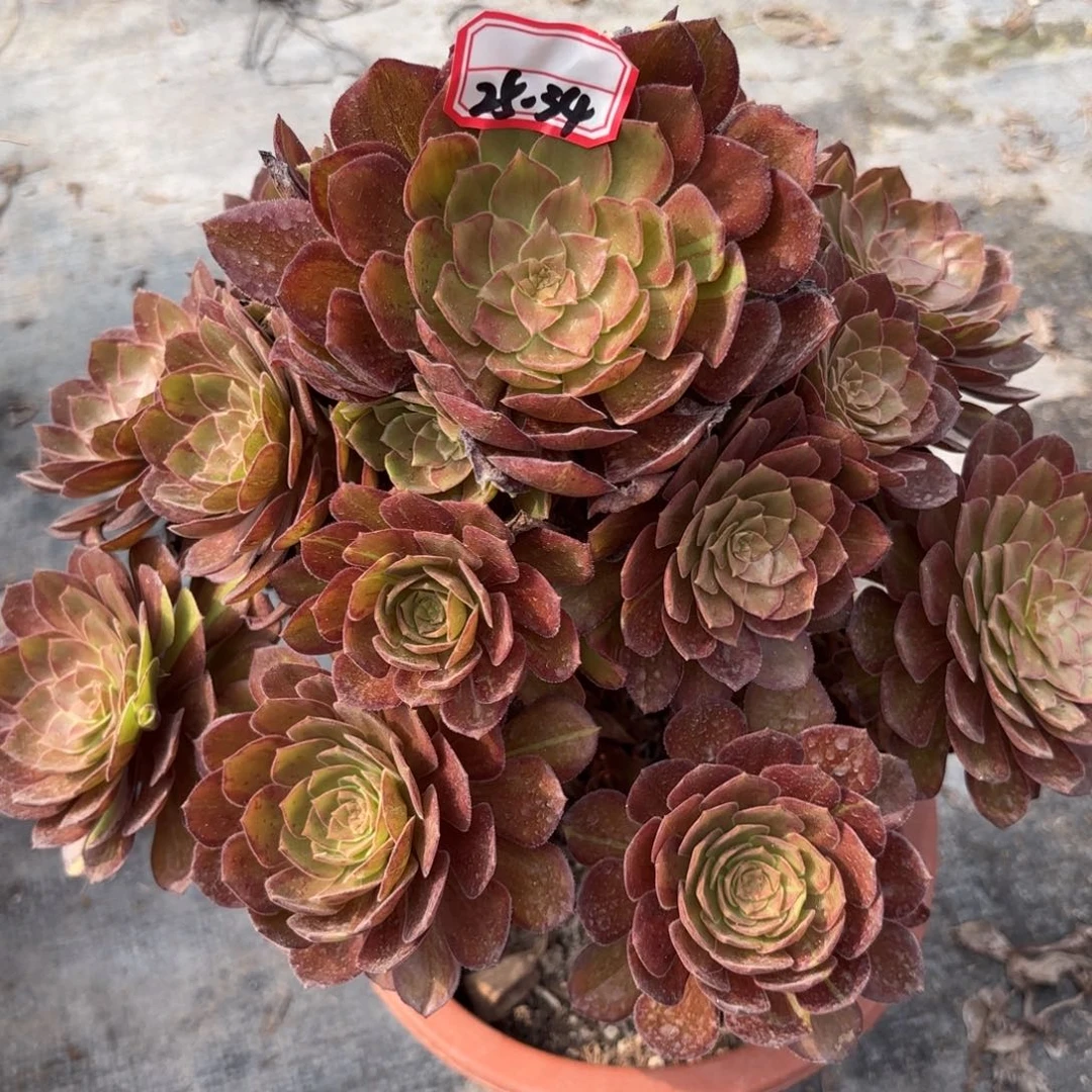 @*儿25-34万灰多肉植物