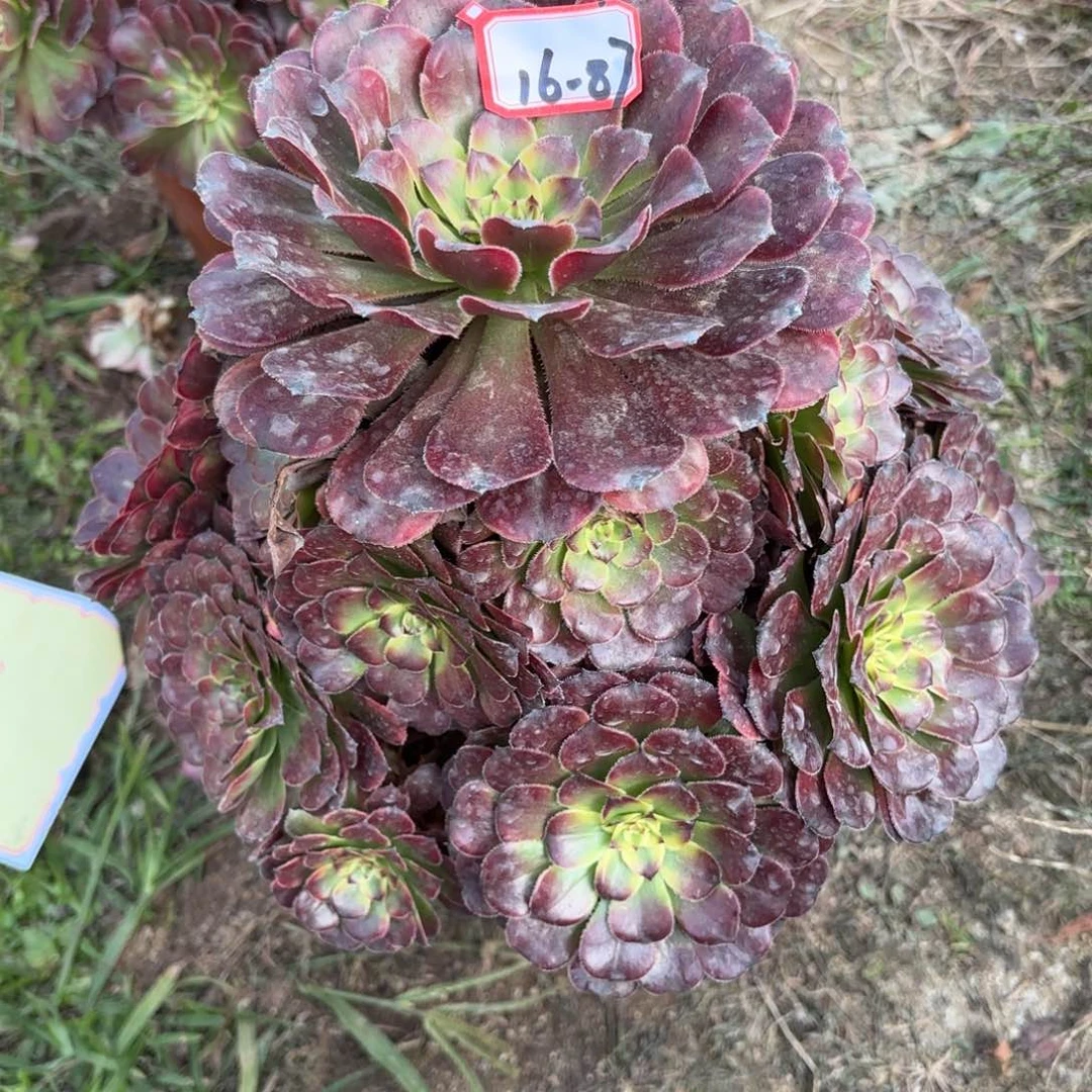 16-87月蝉多肉植物