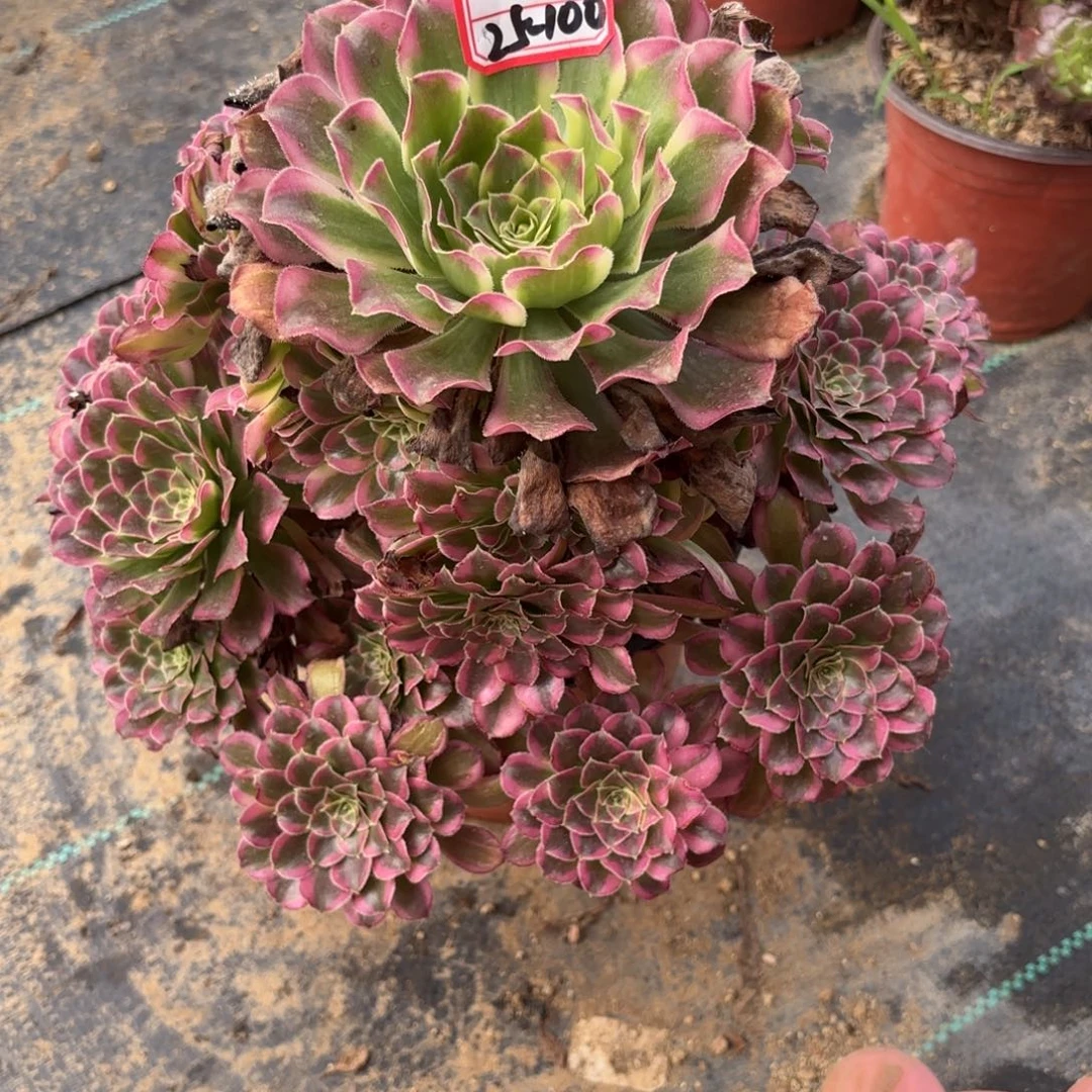 半***～25-100天合多肉植物